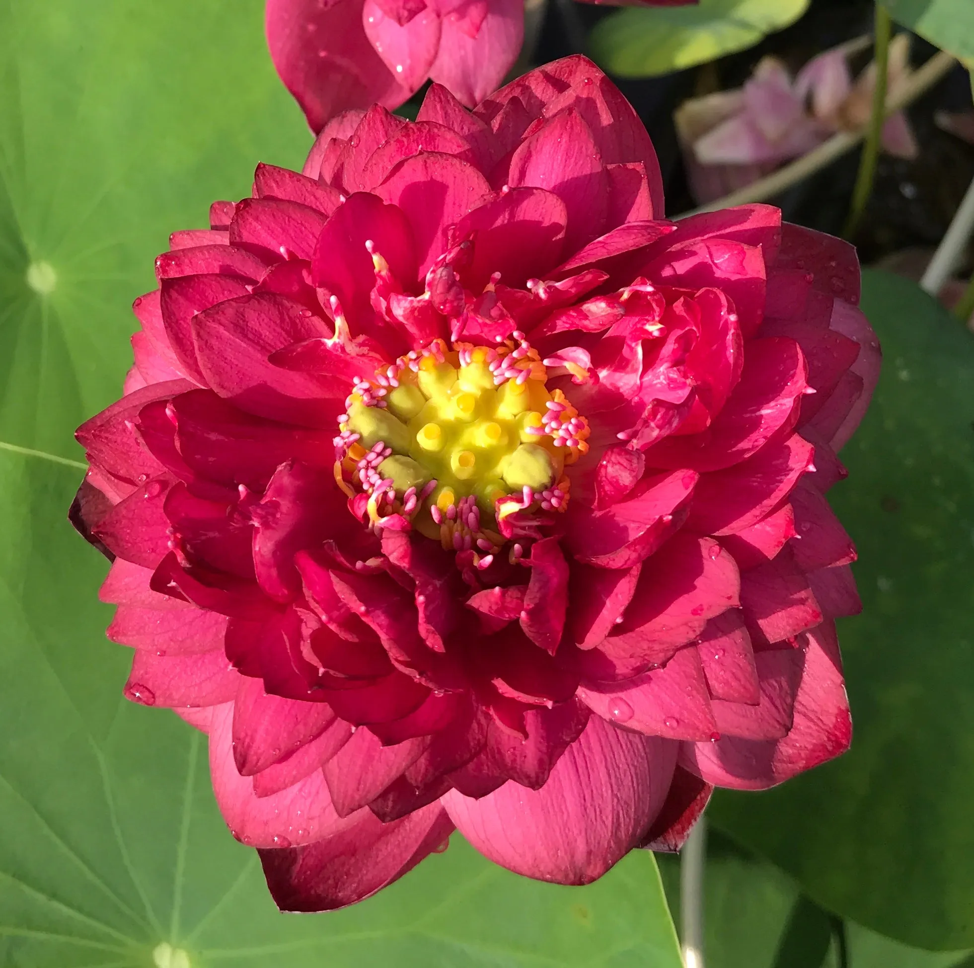 Siam Ruby Bowl Lotus <BR> Heaviest Bloomer! Bowl-Dwarf