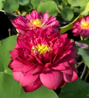 Siam Ruby Bowl Lotus <BR> Heaviest Bloomer! Bowl-Dwarf