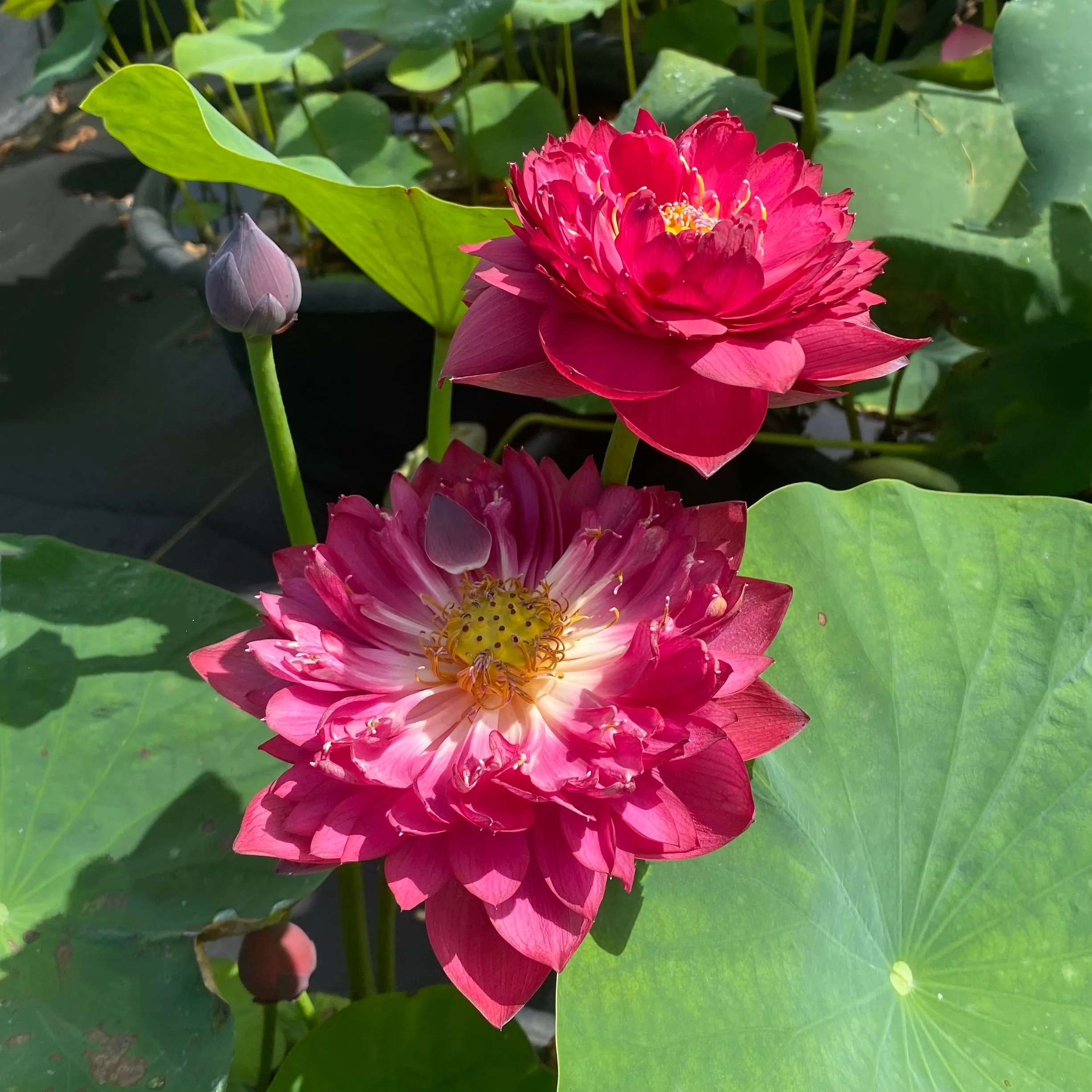 Siam Ruby Bowl Lotus <BR> Heaviest Bloomer! Bowl-Dwarf