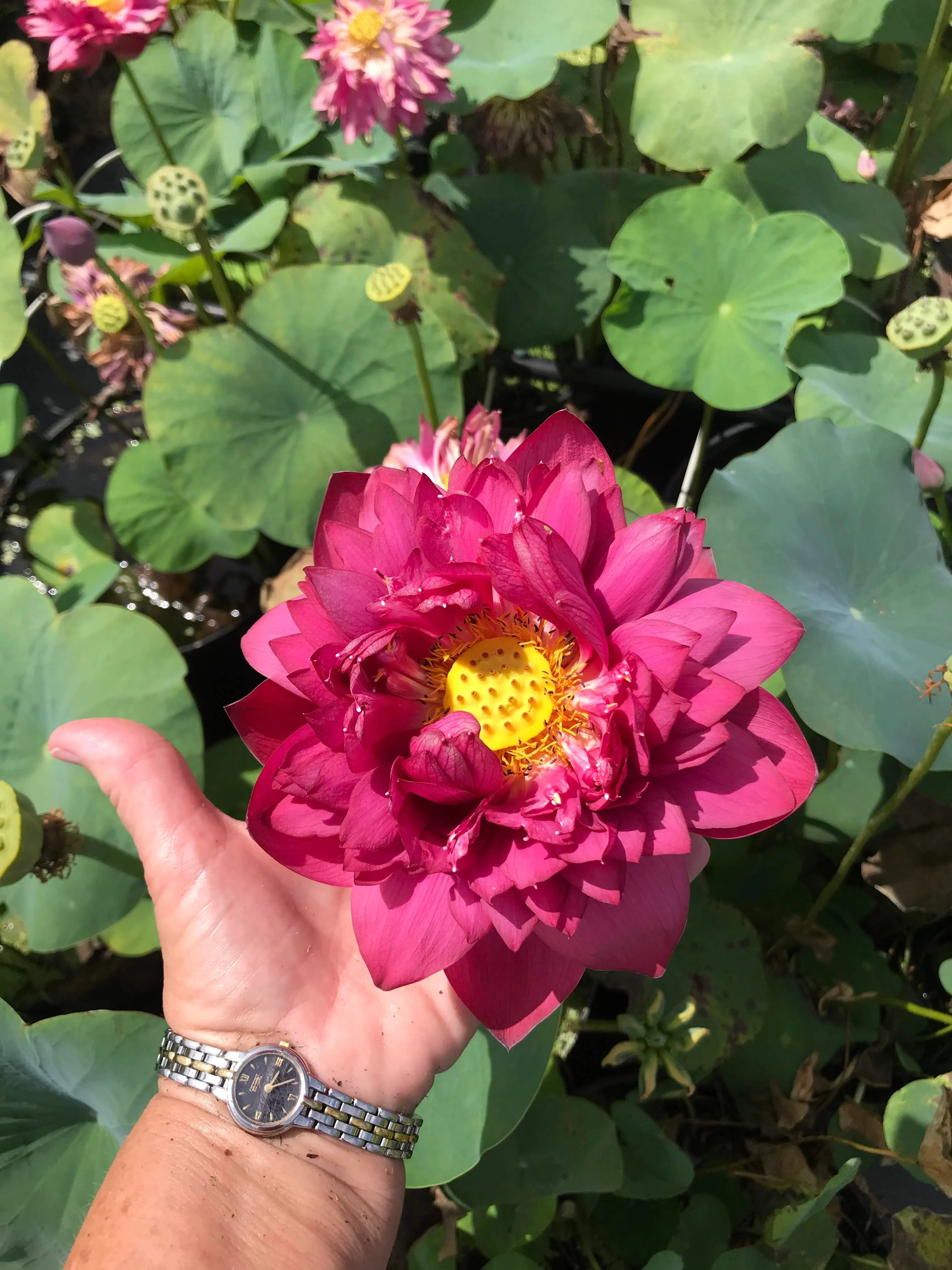 Siam Ruby Bowl Lotus <BR> Heaviest Bloomer! Bowl-Dwarf