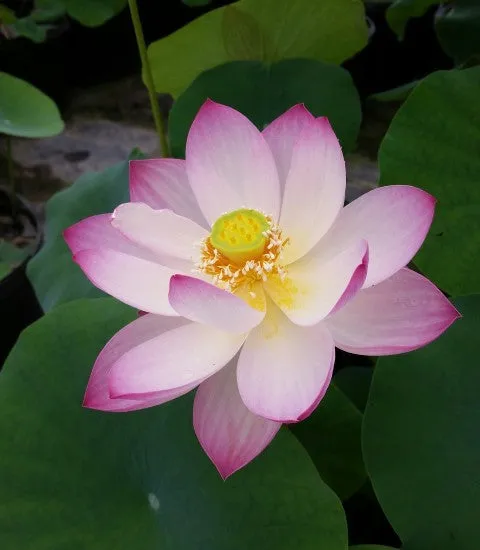 Sing Birdie Sing Lotus <br>  Bowl-Dwarf  / Early Bloomer!