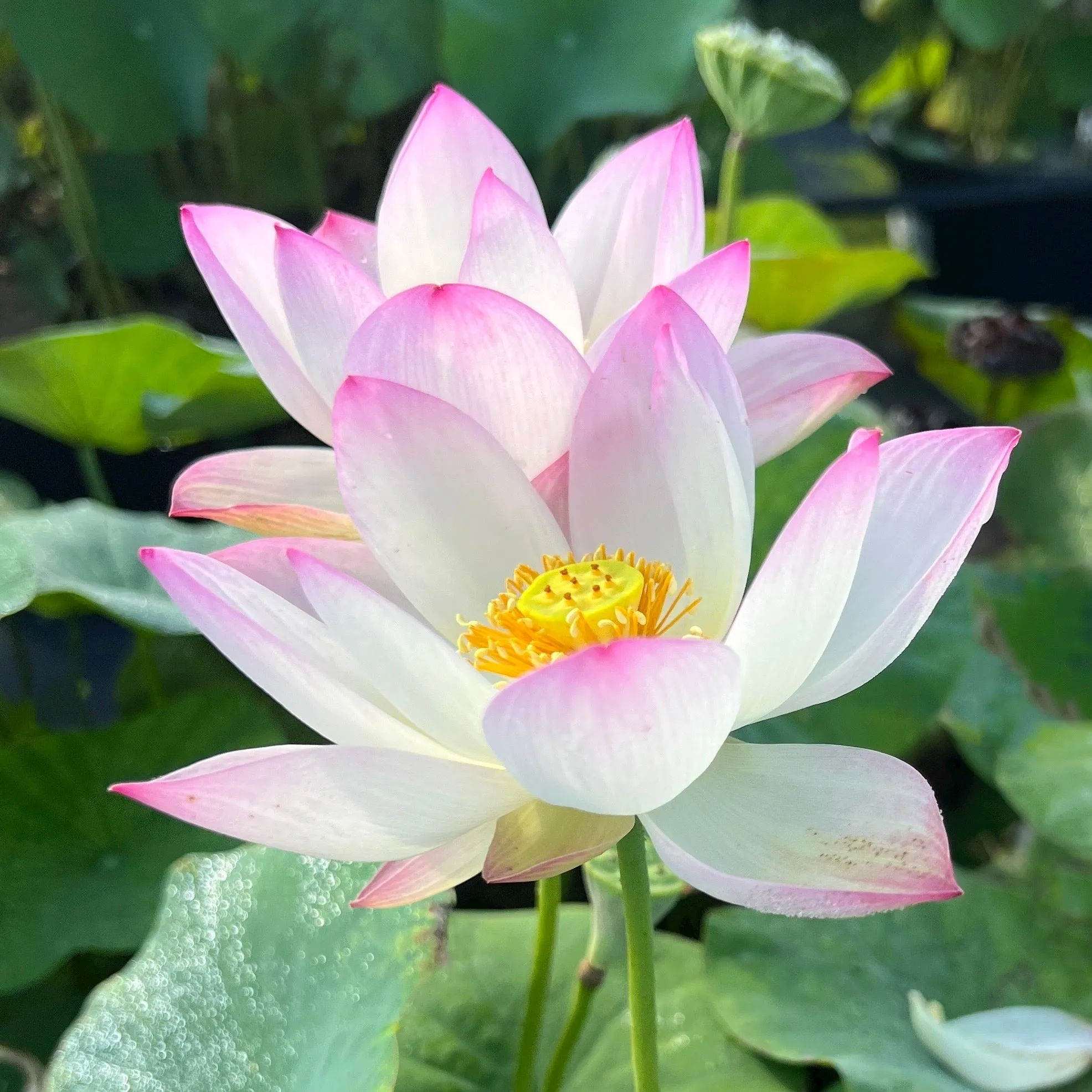 Sing Birdie Sing Lotus <br>  Bowl-Dwarf  / Early Bloomer!