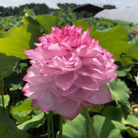 Yiliang Thousand Petal Lotus <br>These tubers are edible vegetables!