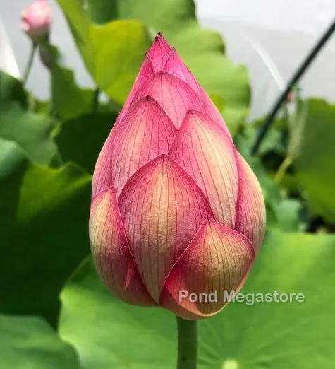 Yiliang Thousand Petal Lotus <br>These tubers are edible vegetables!