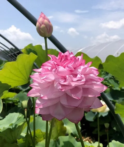 Yiliang Thousand Petal Lotus <br>These tubers are edible vegetables!