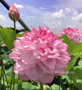 Yiliang Thousand Petal Lotus <br>These tubers are edible vegetables!