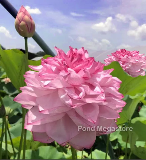 Yiliang Thousand Petal Lotus <br>These tubers are edible vegetables!