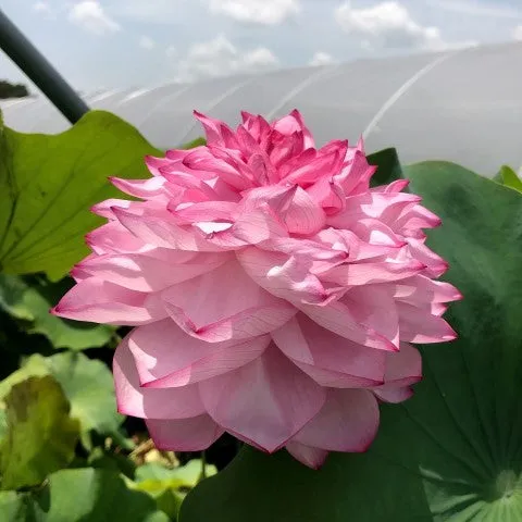 Yiliang Thousand Petal Lotus <br>These tubers are edible vegetables!