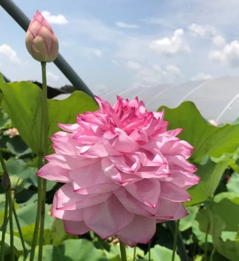 Yiliang Thousand Petal Lotus <br>These tubers are edible vegetables!